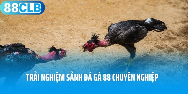Trải nghiệm sảnh đá gà 88 chuyên nghiệp