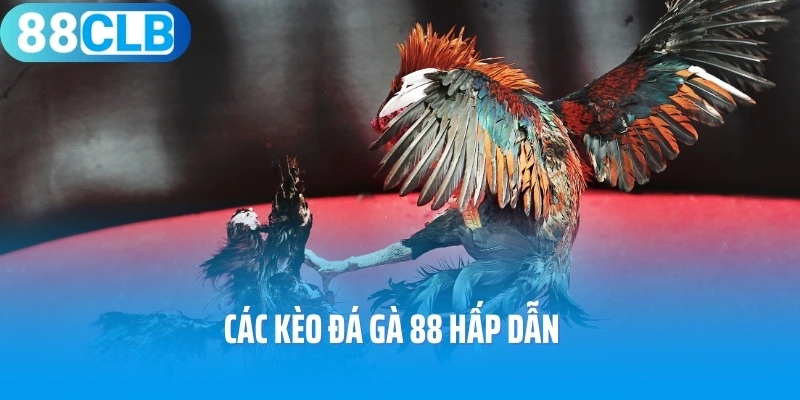 Các kèo đá gà 88 hấp dẫn