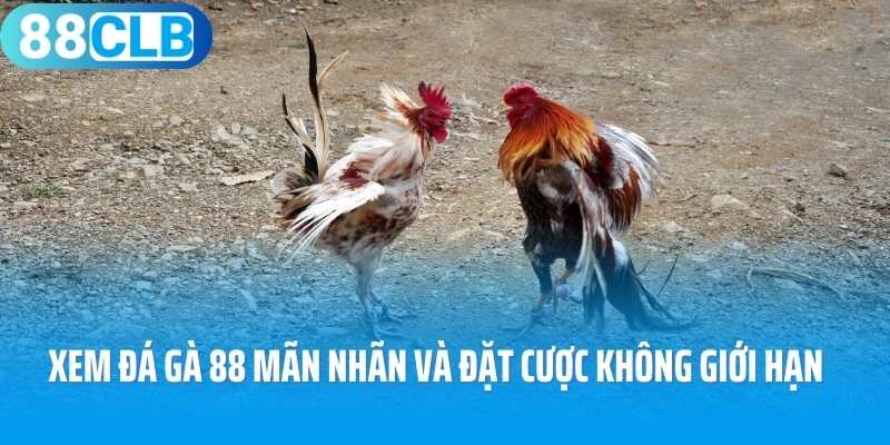 Xem đá gà 88 mãn nhãn và đặt cược không giới hạn