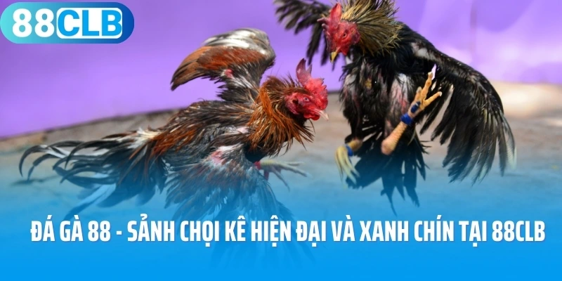 Đá Gà 88 - Sảnh Chọi Kê Hiện Đại Và Xanh Chín Tại 88CLB