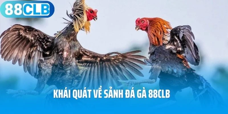 Khái quát về sảnh đá gà 88Clb