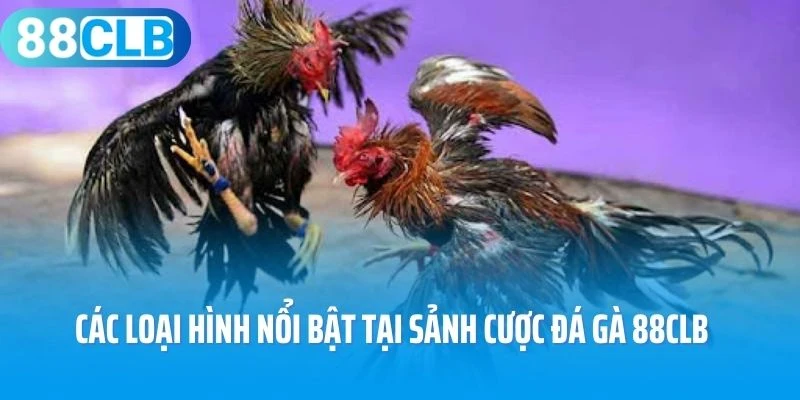 Các loại hình nổi bật tại sảnh cược đá gà 88Clb
