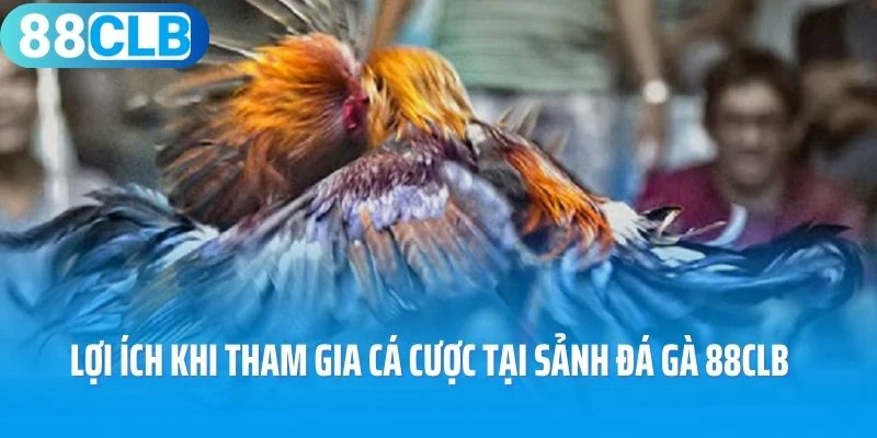 Lợi ích khi tham gia cá cược tại sảnh đá gà 88Clb