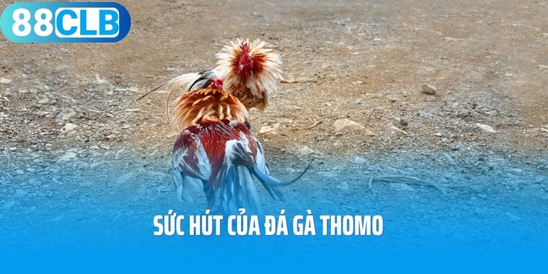 Sức hút của đá gà Thomo
