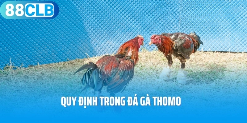 Quy định trong đá gà Thomo