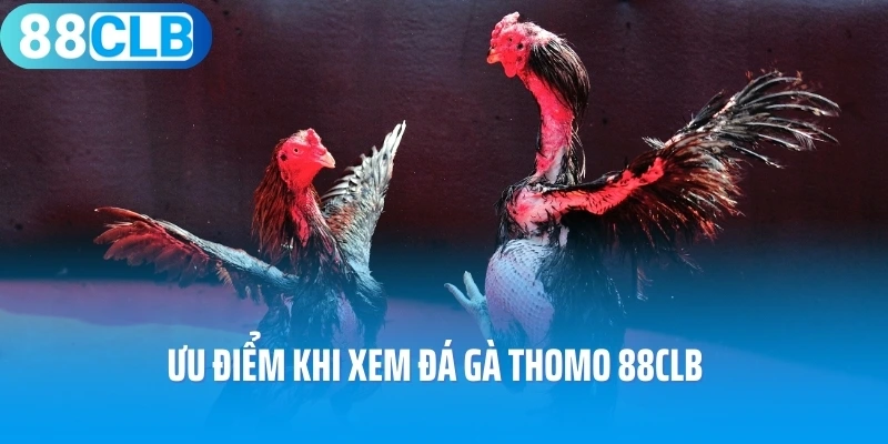 Ưu điểm khi xem đá gà Thomo 88CLB