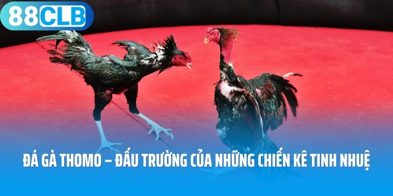 Đá Gà Thomo – Đấu Trường Của Những Chiến Kê Tinh Nhuệ